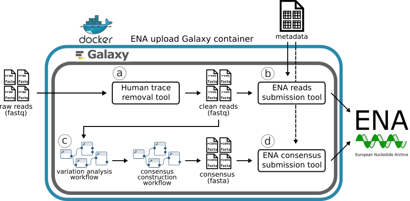 Galaxy ENA uploader takes raw reads as fastq files and metadata spreadsheet as an input. Then human reads are removed from the sequence data and the raw sequences gets uploaded to ENA along with the accompanying metadata. After variation analysis and consensus sequence workflow execution also consensus sequences get uploaded to ENA.
