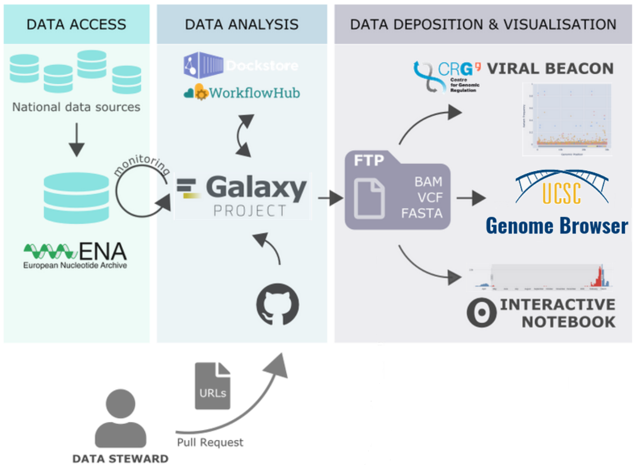 Image composed of three connected panels labelled Data Access, Data Analysis and Data Deposition & Visualisation. The first panel shows the European Nucleotide Archive as the source of the data that gets pulled into Data Analysis. That second panel shows the Galaxy Project in the center and connections to the workflow registries Dockstore and WorkflowHub. GitHub pull requests (created by third-party data stewards) are shown as an alternative input source for Data Analysis. Data Analysis is connected to the rightmost panel via an arrow leading to a schematically depicted FTP server holding key results files of an analysis. From there, data flow to the Viral Beacon, to the UCSC Genome Browser, and to an interactive notebook is shown.
